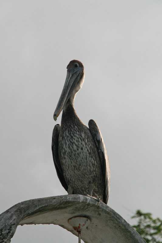 Mexico & Guatemala 2010 - 0940